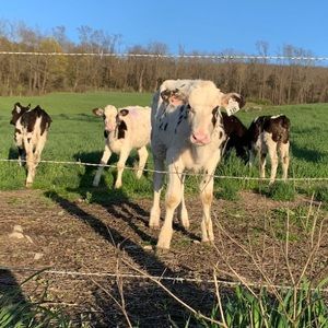 Meet your Posher, Selia